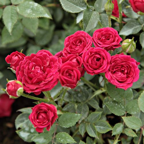 Rojo carmesí - Árbol de Rosas Miniatura - rosal de pie alto- forma de corona compacta